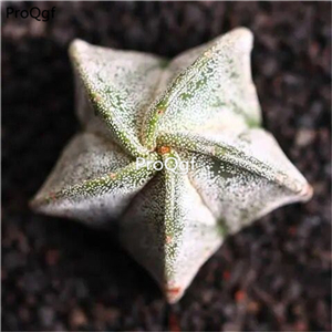 39usd Prodgf 3Pcs a set astrophytum ruanfeng plant