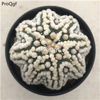 69usd Prodgf 1Pcs a set astrophytum so rare random color plant