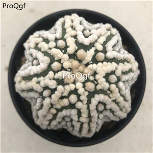 69usd Prodgf 1Pcs a set astrophytum so rare random color plant