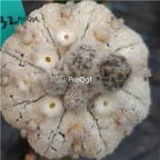 39usd Prodgf 1Pcs a set astrophytum haixing rare plant