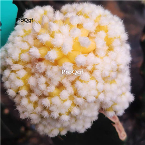 59usd Prodgf 1Pcs a set mingrijin rare plant