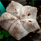 59usd Prodgf 1Pcs a set so rare random color astrophytum plant