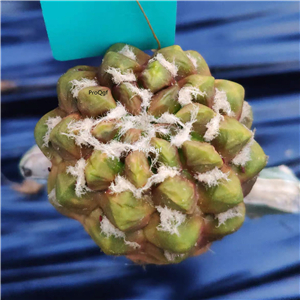 39usd Prodgf 1Pcs a set so rare huimaowan qiaokeli plant