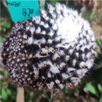 39usd Prodgf 3Pcs a set so rare copipo yuling plant