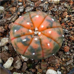 69usd Prodgf 1Pcs a set so rare astrophytum random color plant