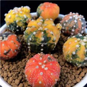 39usd Prodgf 2Pcs a set so rare astrophytum reasonable random color plant