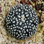39usd Prodgf 2Pcs a set so rare astrophytum super random color plant