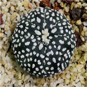 39usd Prodgf 2Pcs a set so rare astrophytum super random color plant