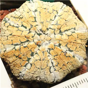89usd Prodgf 1Pcs a set so rare astrophytum take note random color plant