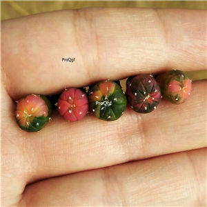 99usd Prodgf 5Pcs a set so rare astrophytum take note random color plant