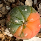 69usd Prodgf 2Pcs A Set rare astrophytum random color dear plant