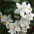 19usd Prodgf 5000Pcs A Set Jasminum Seguinii zhenzhumei seed