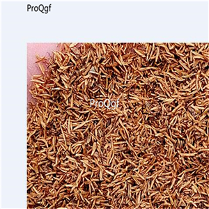 19usd Prodgf 5000Pcs A Set Jasminum Seguinii zhenzhumei seed