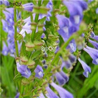 19usd Prodgf 9000Pcs A Set Scutellariae Barbatae seed