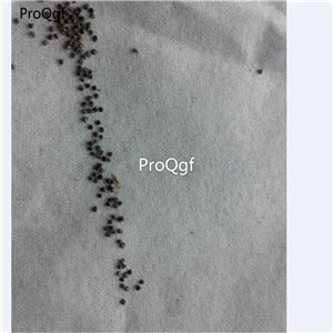 19usd Prodgf 9000Pcs A Set Scutellariae Barbatae seed