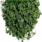 19usd Ngryise 300Gram A Set Panax Ginseng dry Flower