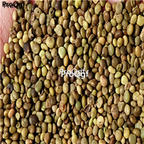 19usd Ngryise 8000Pcs A Set Licorice Glycyrrhiza Glabra seed
