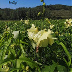 19usd Ngryise 2000Pcs A Set Abelmoschi Corolla seed