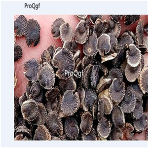 19usd Ngryise 2000Pcs A Set Abelmoschi Corolla seed