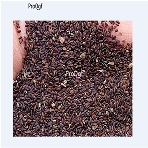 19usd Ngryise 30000Pcs A Set Nepeta cataria seed