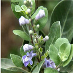 19usd Ngryise 5000Pcs A Set  Viticis Fructus seed