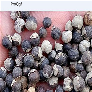 19usd Ngryise 5000Pcs A Set  Viticis Fructus seed