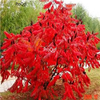 19usd Ngryise 8000Pcs A Set  Nutgall Sumac Gallnut seed