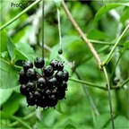19usd Ngryise 600Pcs A Set  Eleutherococcus Senticosus Acanthopanax Siberian Ginseng seed