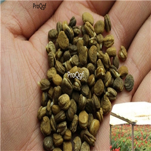 19usd Ngryise 600Pcs A Set  Eleutherococcus Senticosus Acanthopanax Siberian Ginseng seed