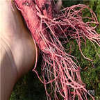 19usd Ngryise 300Pcs A Set blood ginseng seed