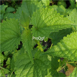19usd Prodgf 9000Pcs A Set Pogostemon Cablin seed