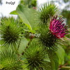 19usd Prodgf 8000Pcs A Set Fructus Arctii  seed