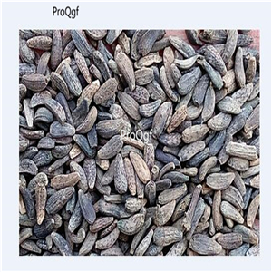 19usd Prodgf 8000Pcs A Set Fructus Arctii  seed