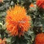 19usd Prodgf 3000Pcs A Set Carthamus Tinctorius seed