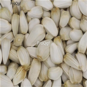 19usd Prodgf 3000Pcs A Set Carthamus Tinctorius seed