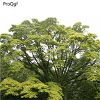 19usd Prodgf 5000Pcs A Set  Phellodendron  seed