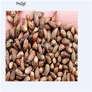 19usd Prodgf 5000Pcs A Set  Phellodendron  seed