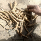 19usd Prodgf 10pcs A Set  Radix Glehniae root