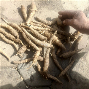 19usd Prodgf 10pcs A Set  Radix Glehniae root