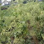 19usd Prodgf 6000Pcs A Set Radix Angelicae seed