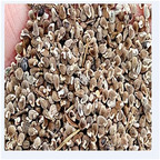 19usd Prodgf 8000Pcs A Set  Radix Polygalae seed
