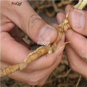 19usd Prodgf 8000Pcs A Set  Radix Polygalae seed