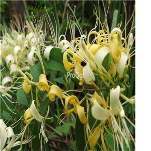 19usd Prodgf 6000Pcs A Set   Honeysuckle Lonicera japonica  seed