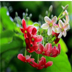 19usd Prodgf 2000Pcs A Set Quisqualis indica seed