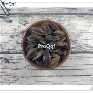 19usd Prodgf 2000Pcs A Set Quisqualis indica seed