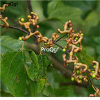 19usd Prodgf 6000Pcs A Set  Raisin Tree seed