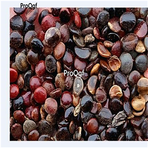 19usd Prodgf 6000Pcs A Set  Raisin Tree seed