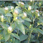 19usd Prodgf 6000Pcs A Set Atractylodis Rhizoma baishu seed