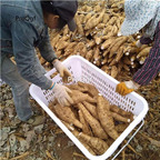 39usd Prodgf 2Pcs A Set  Radix Puerariae root