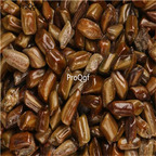 19usd Prodgf 6000Pcs A Set  Cassia juemingzi seed